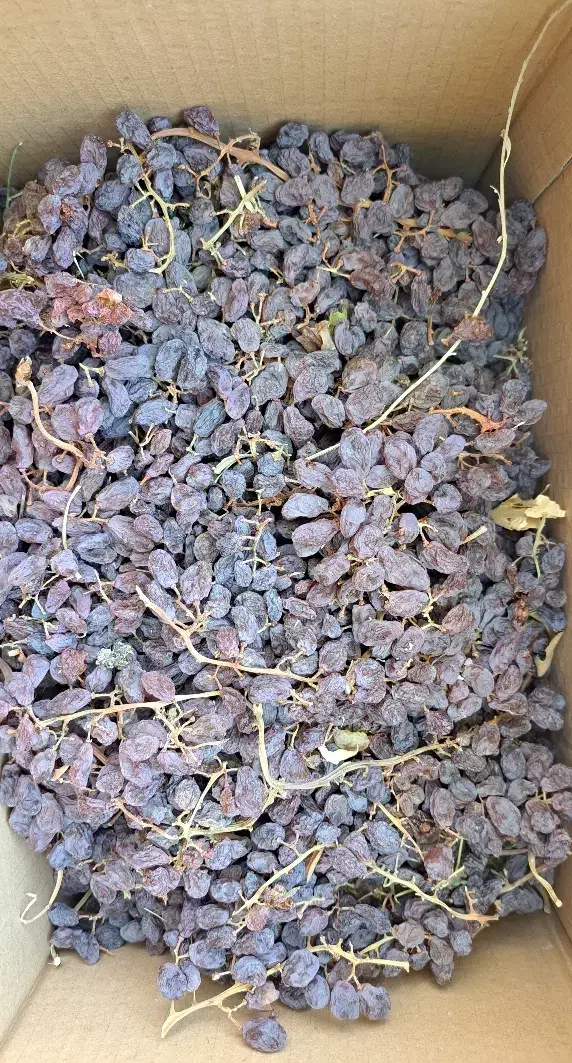 فرخی مویز|خوردنی و آشامیدنی|زند, |دیوار