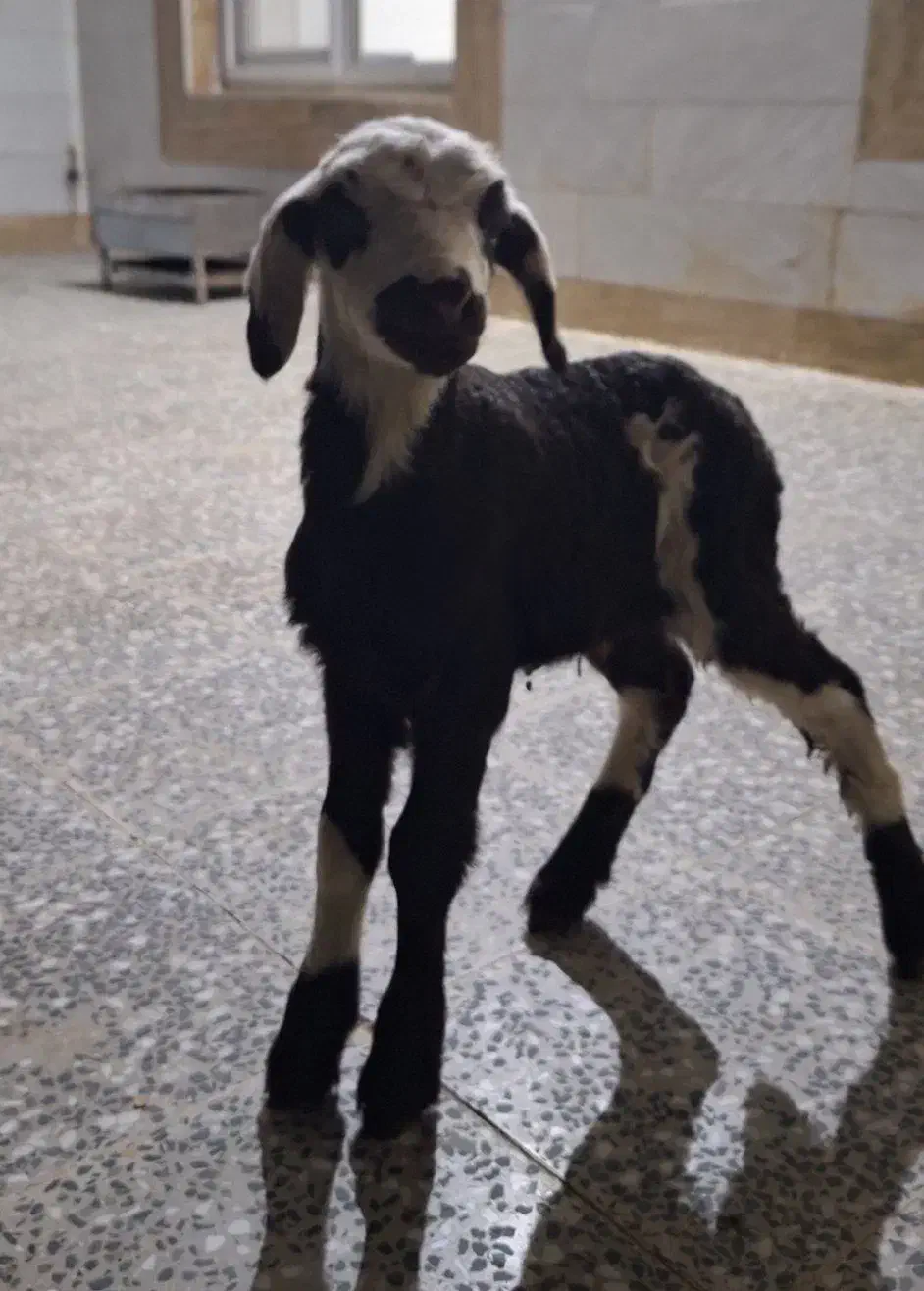 بره فروشی|حیوانات مزرعه|قره چای, |دیوار