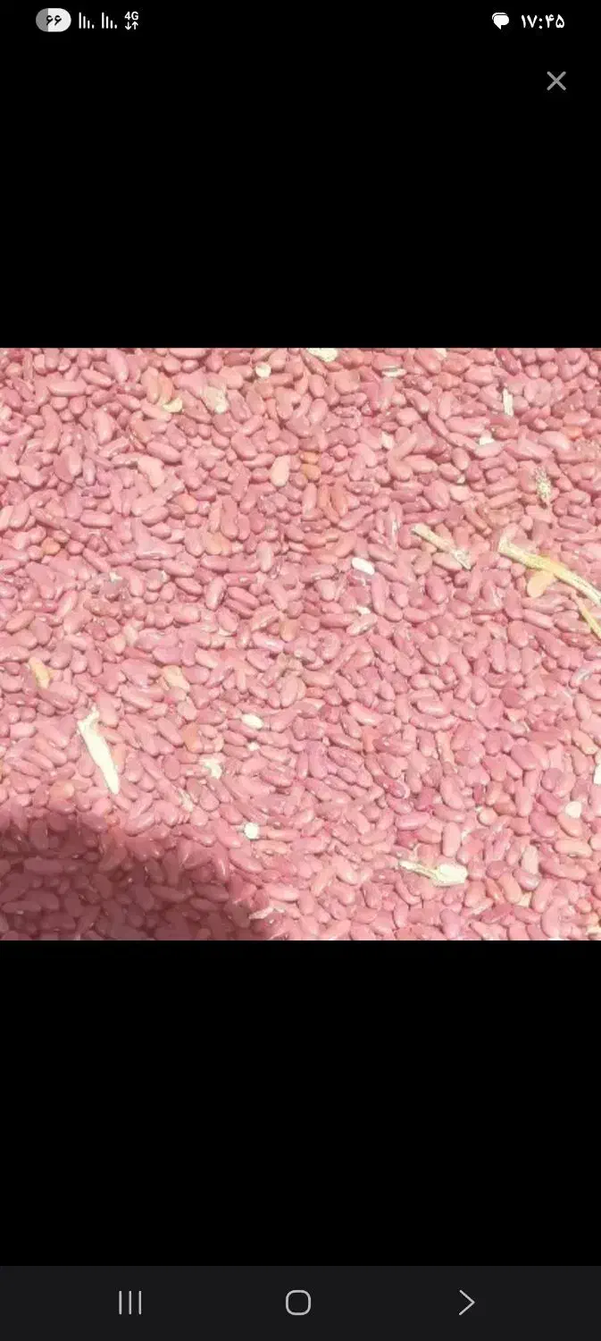 لوبیا کپسولی|خوردنی و آشامیدنی|ساروق, |دیوار