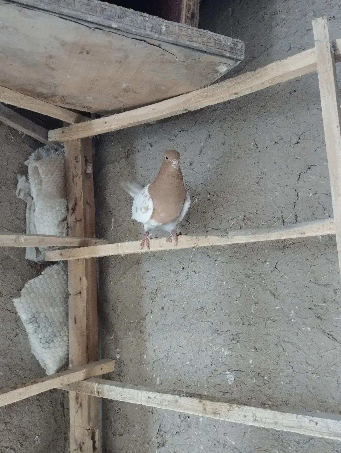 کبوتر رنگی بازی دار|پرنده|ملکان, |دیوار