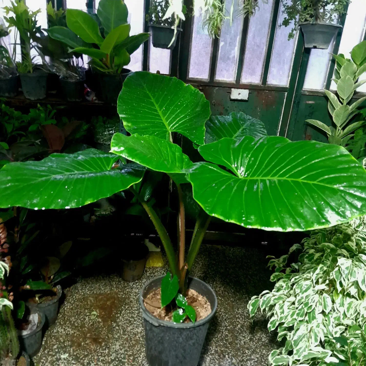 بابا آدم غول پیکر|گل و گیاه طبیعی|شیراز, شیخ روزبهان|دیوار