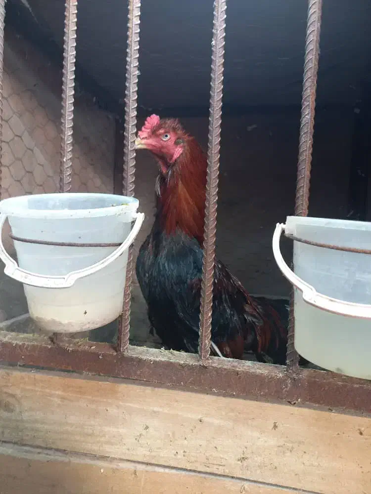 مرغ و خروس لاری|حیوانات مزرعه|آستانه اشرفیه, |دیوار