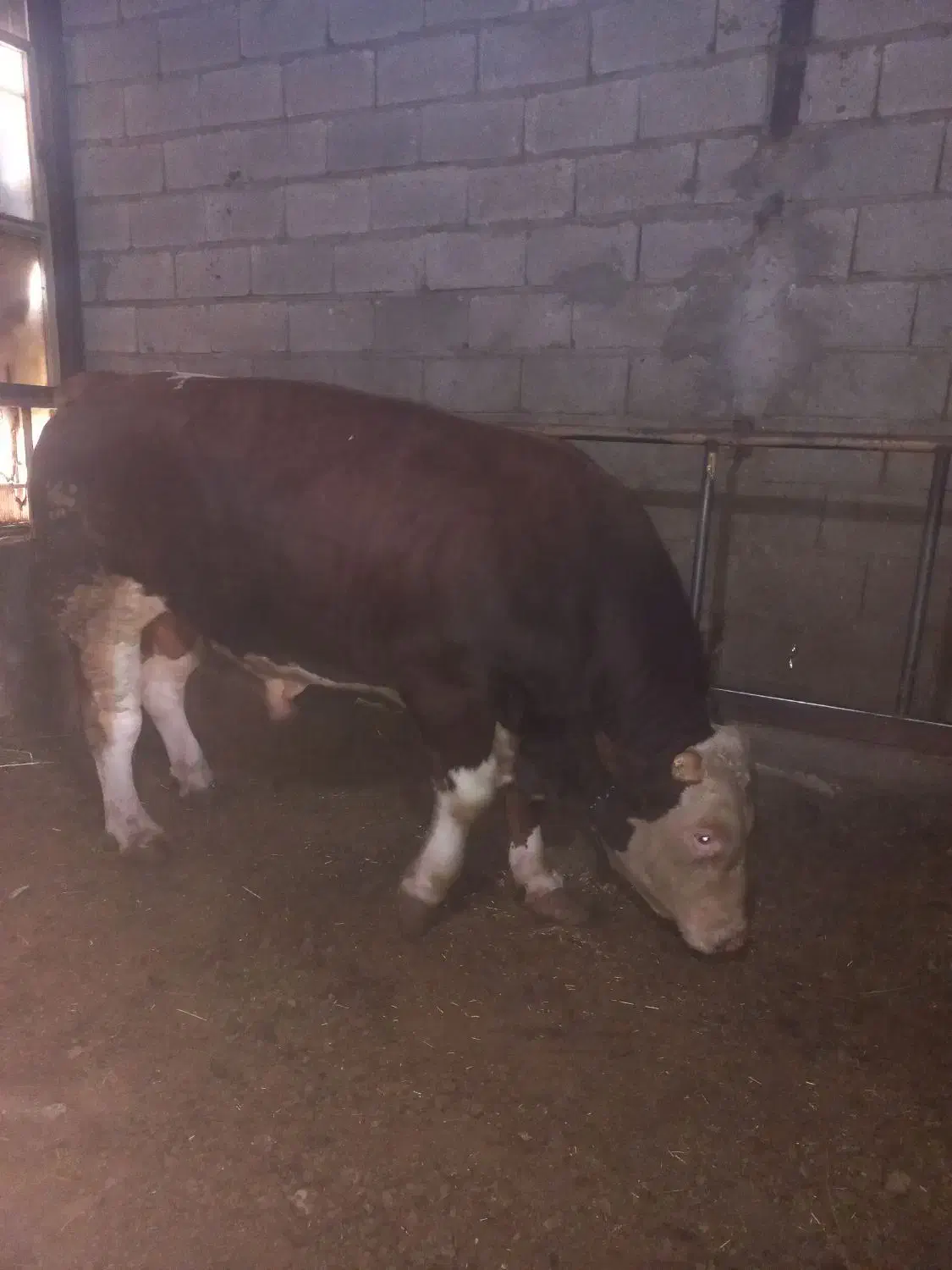 خریدوفروش گاو  گوشتی وگوساله|حیوانات مزرعه|تبریز, |دیوار