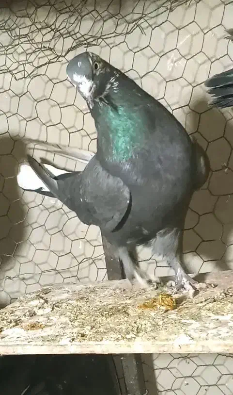 ماده|پرنده|شهرکرد, |دیوار