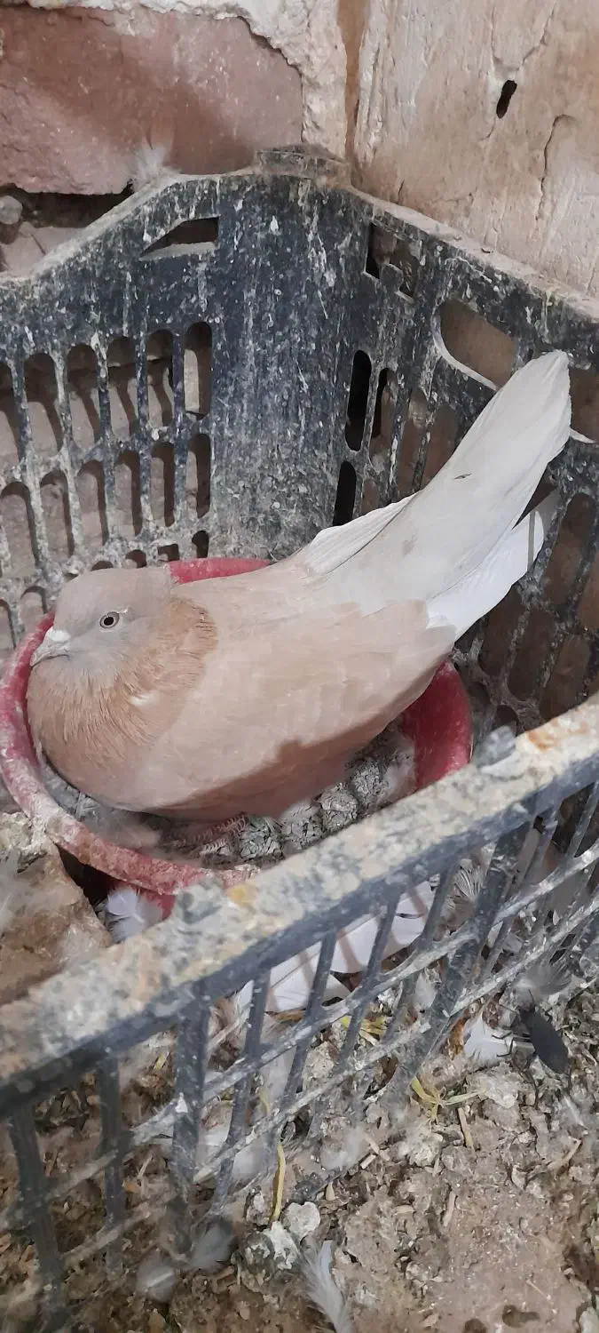 کبوتر پرشی سرور|پرنده|ابرکوه, |دیوار