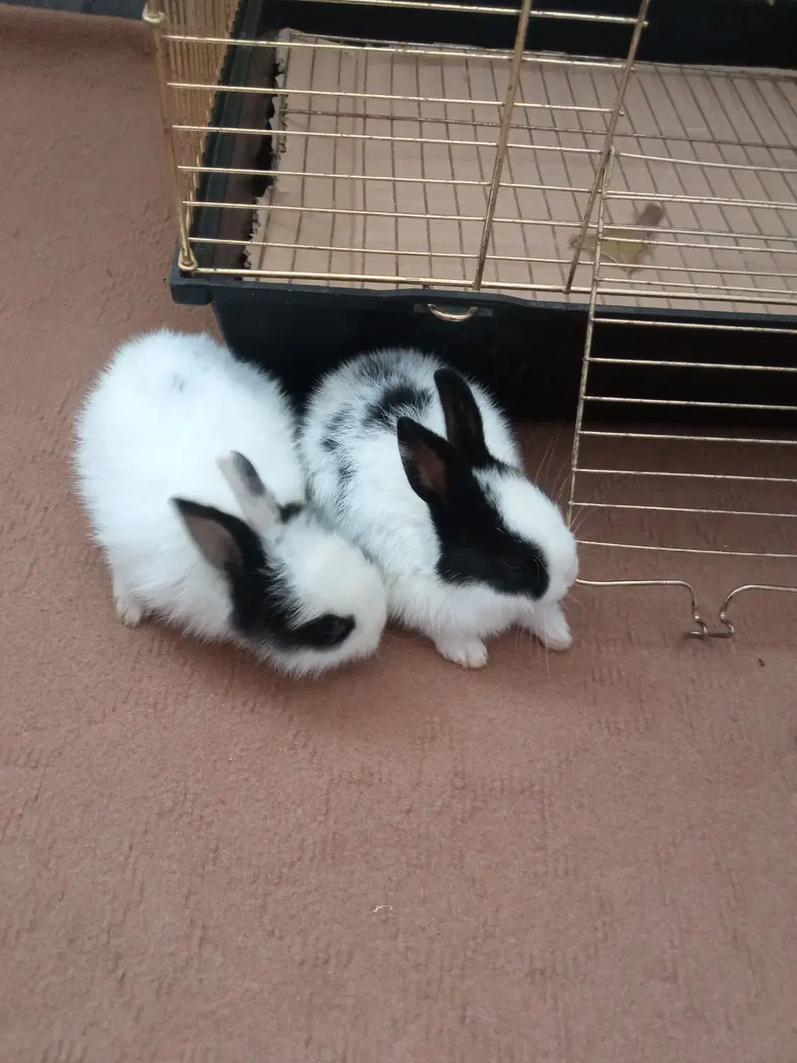 معاوضه خرگوش با همستر|موش و خرگوش|بوئین زهرا, |دیوار