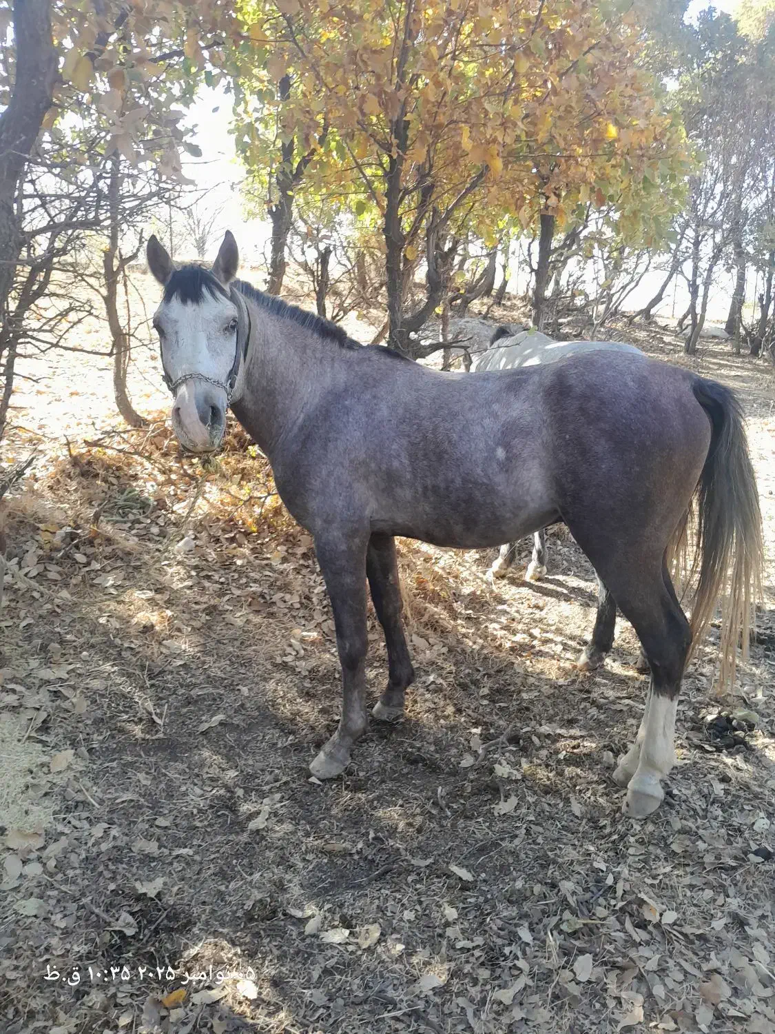 اسب نریان کورد باری و سواری|اسب و تجهیزات اسبسواری|ننور, |دیوار