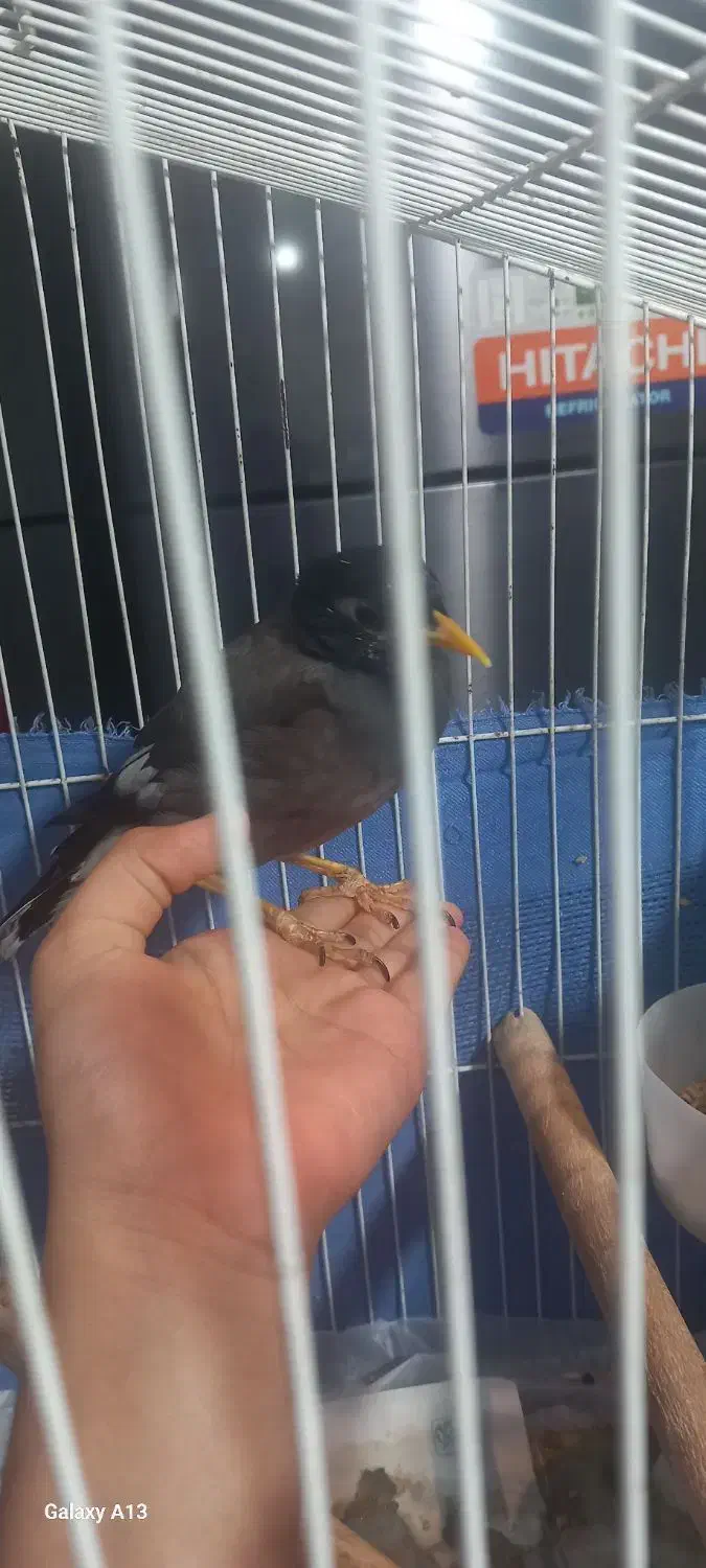 مرغ مینا|پرنده|بندرعباس, |دیوار