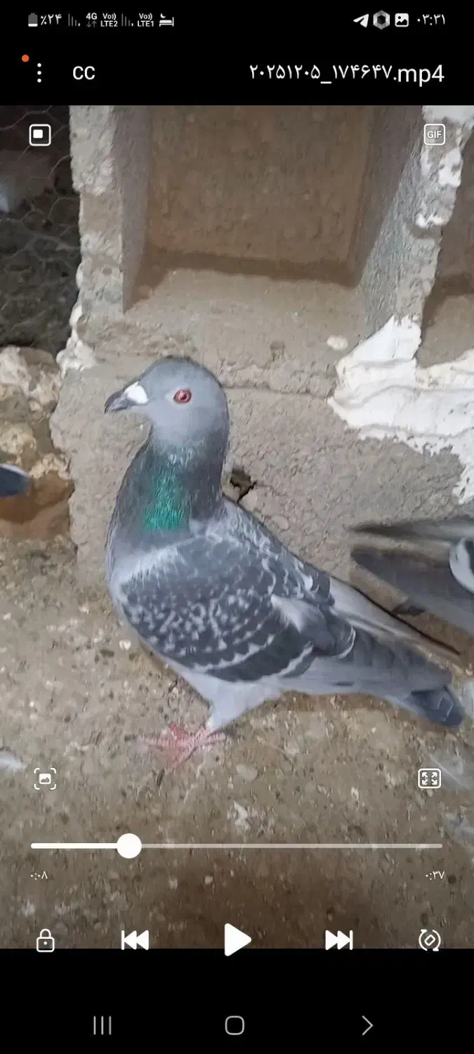 800000|پرنده|سرخس, |دیوار