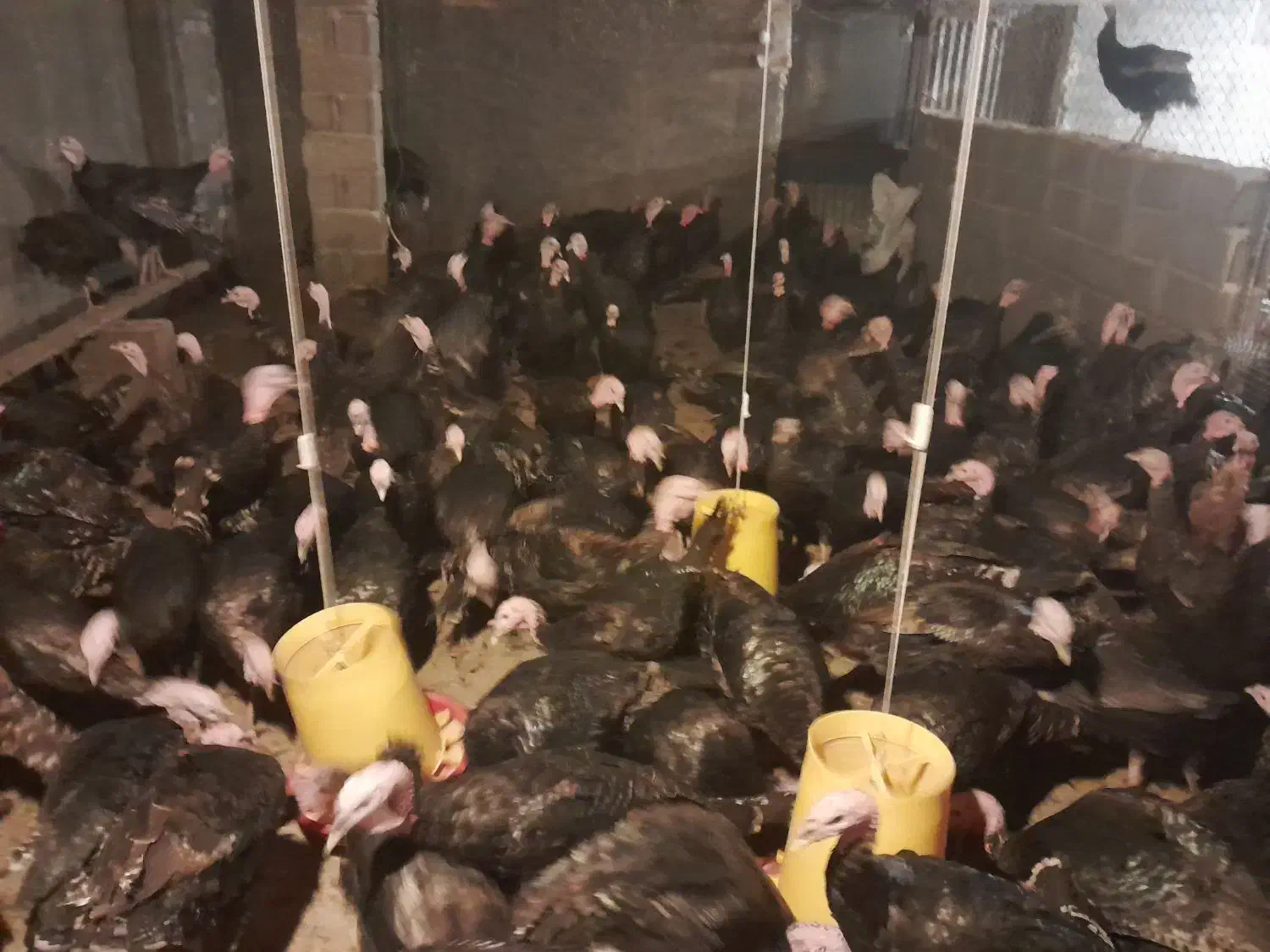 فروش  ۱۵۰ بوقلمون نر ۵ ماهه برنز|حیوانات مزرعه|اهر, |دیوار