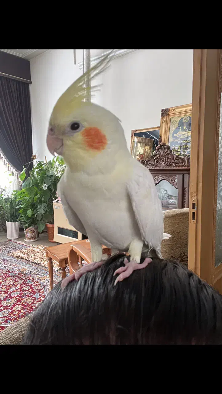 عروس هلندی گمشده|حیوانات|اصفهان, دستگرده|دیوار