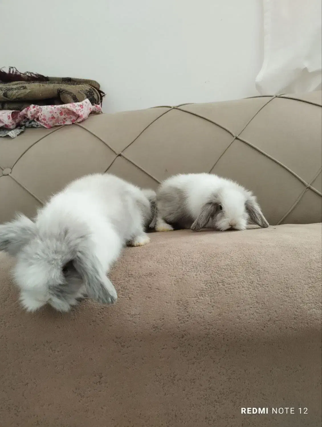 بچه خرگوش لوپ دانه دیویست|موش و خرگوش|تربت جام, شهید نصرالهی|دیوار