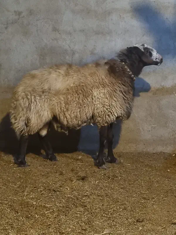 2راس قوچ افشاری درجه یک|حیوانات مزرعه|مبارکه, |دیوار