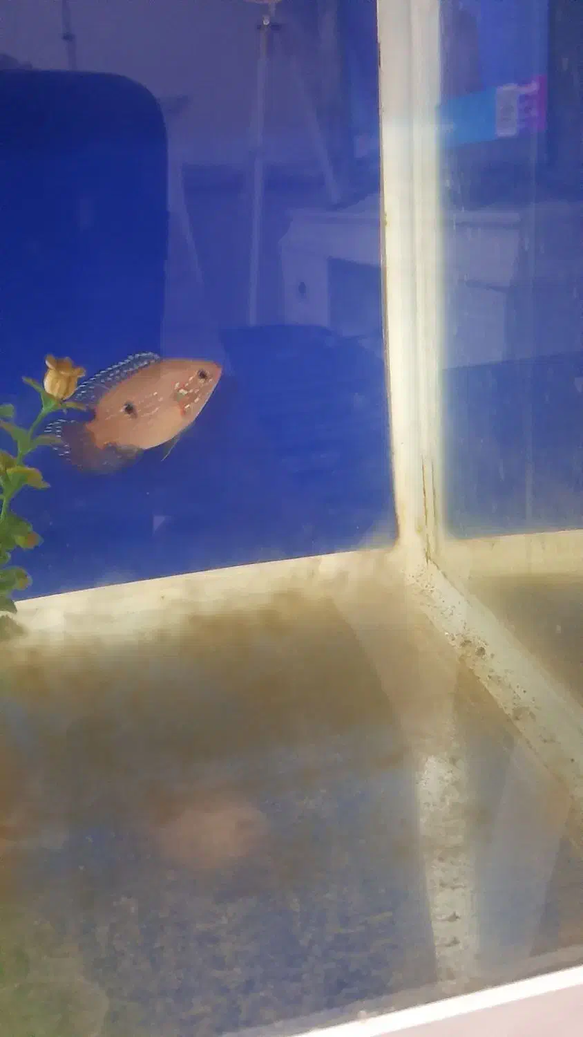 ماهی|ماهی|مشهد, تلگرد|دیوار