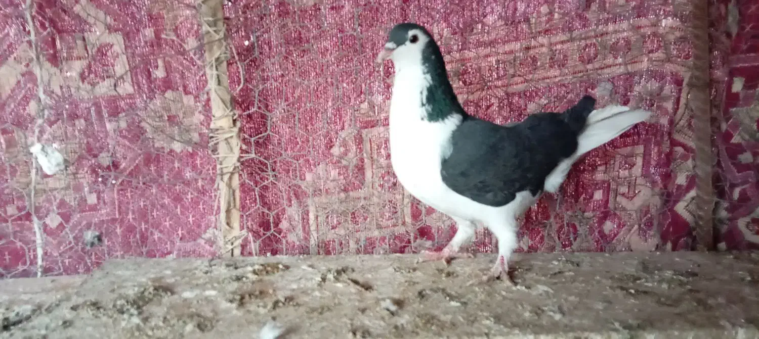 سینه ای خوشرنگ دورگ|پرنده|لنجان, |دیوار