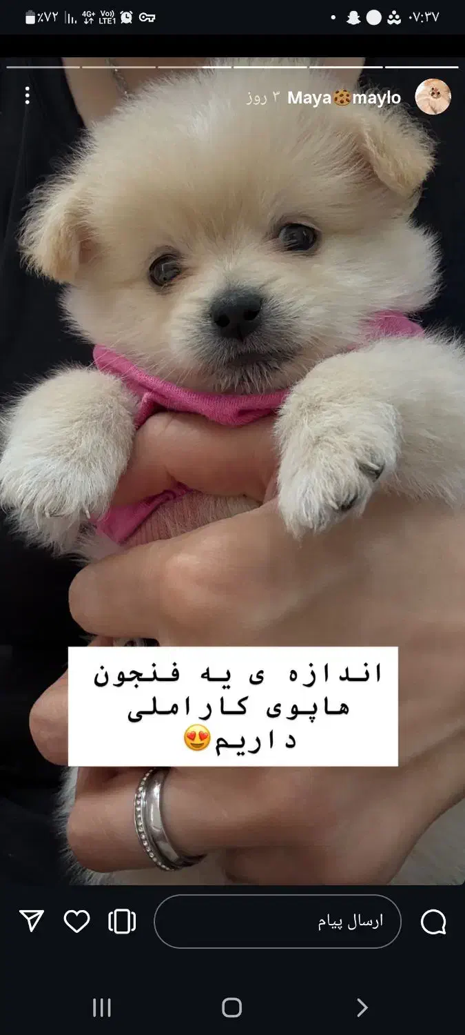 واگذاری سگ پامر دو ماهه نر|سگ|ملارد, |دیوار