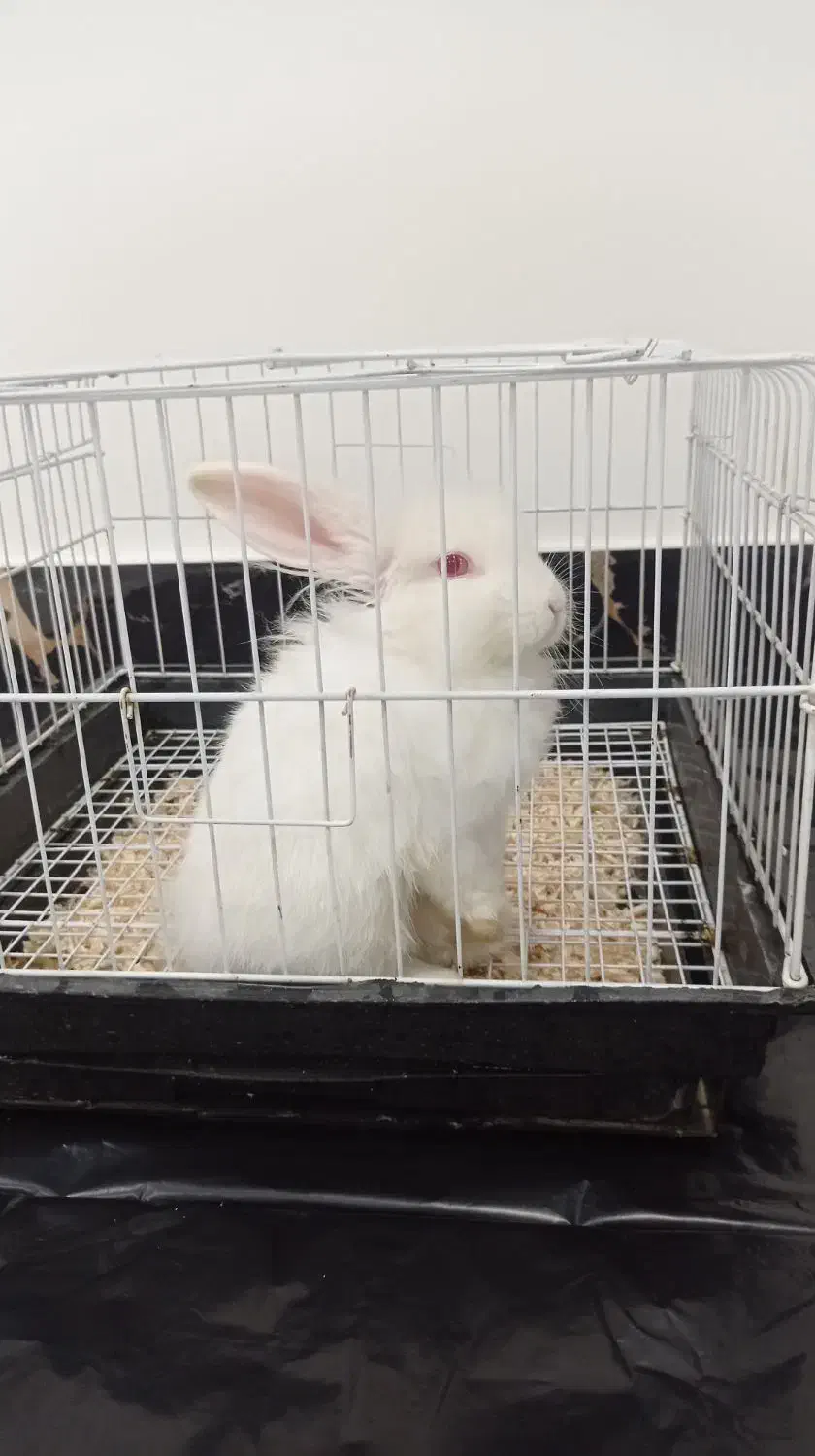 خرگوش لوپ .|موش و خرگوش|مینودشت, |دیوار