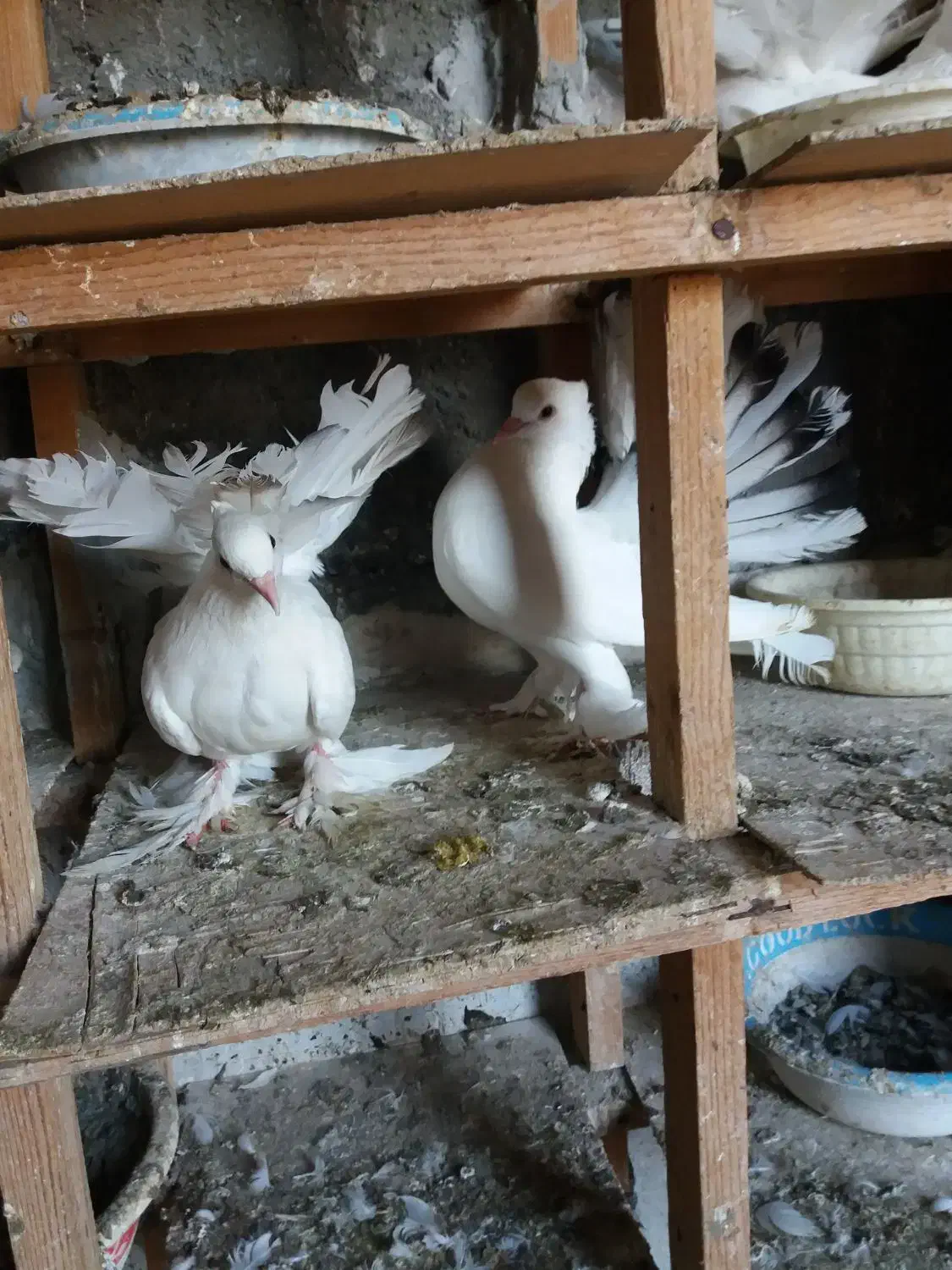 انواعدمچتریاصیلوزیبا|پرنده|بندر ترکمن, |دیوار