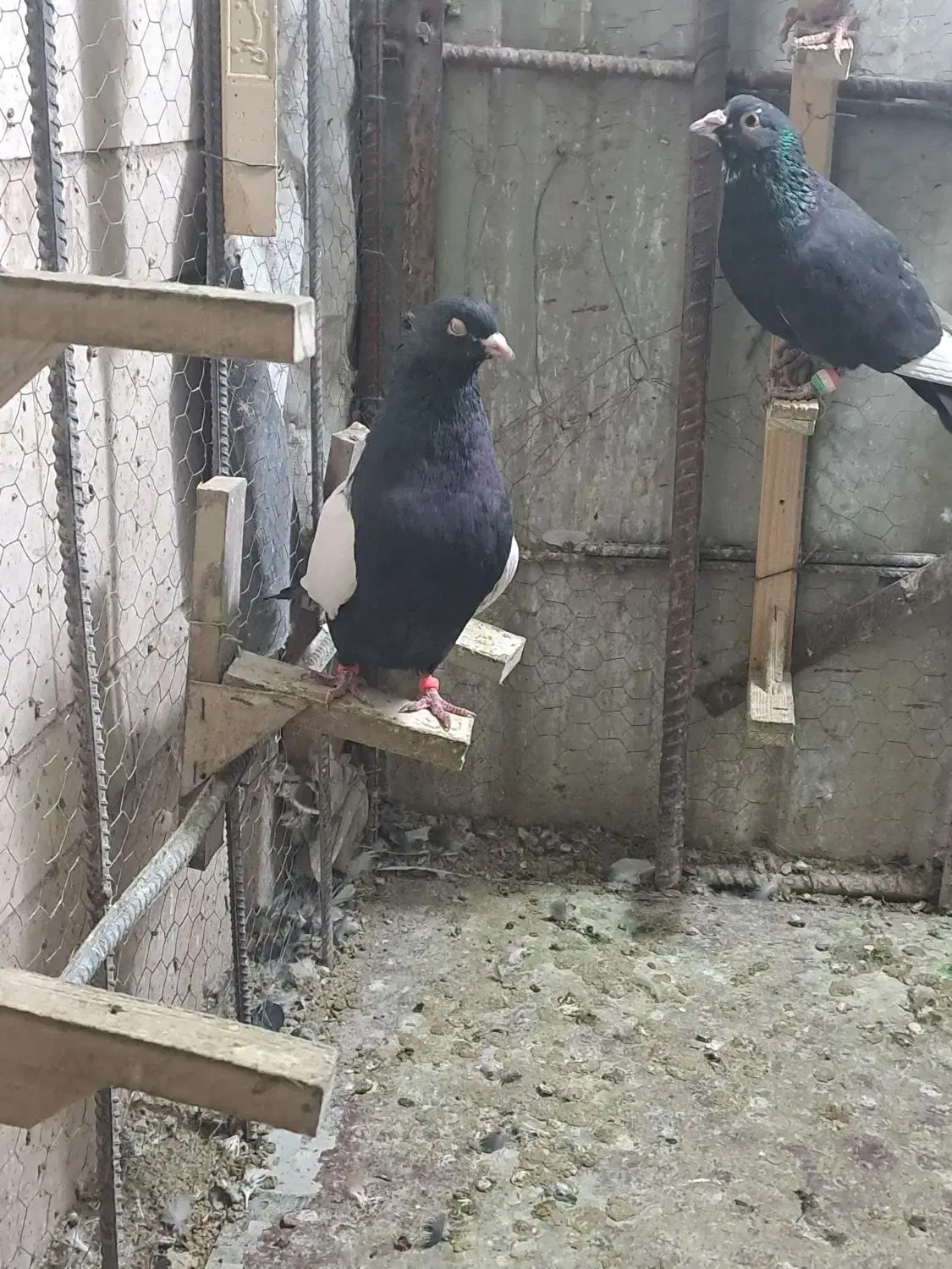 کفتر پلنگ|حیوانات|کرمان, |دیوار