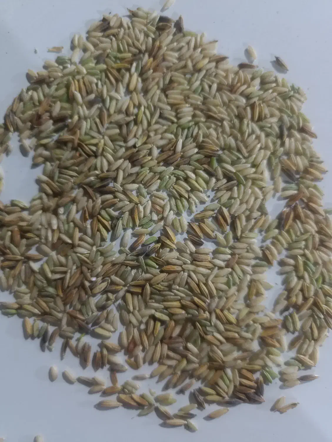 اشتری شلب نقد|خوردنی و آشامیدنی|حمیدیه, |دیوار