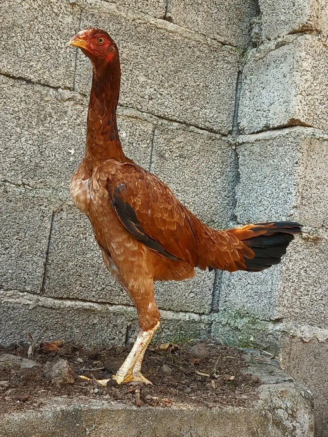 مرغ لاری ۱ عدد خروس مشکی|حیوانات مزرعه|رشت, لاکان|دیوار