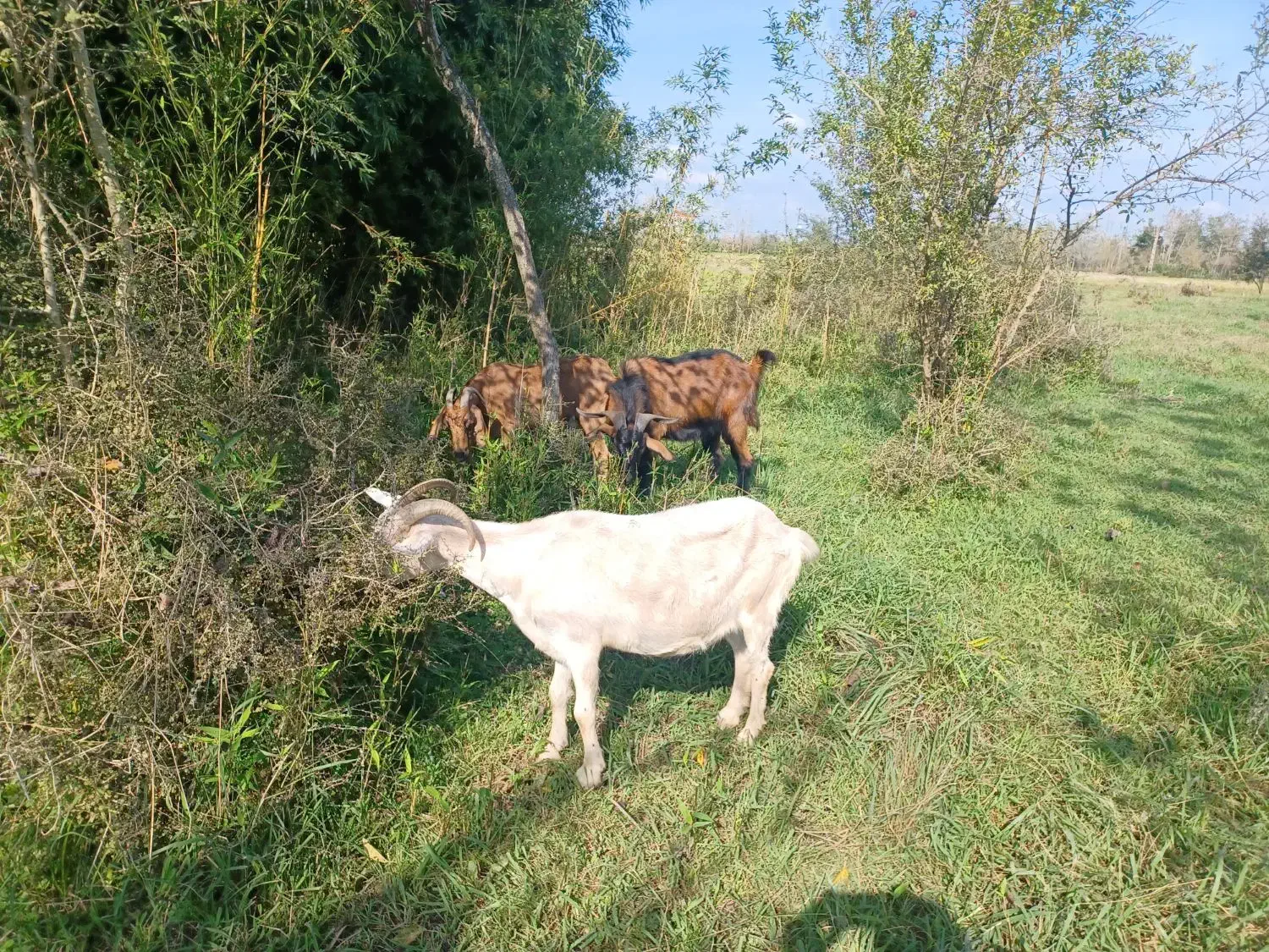 ماده بز و نر بز آلپاین|حیوانات مزرعه|لاهیجان, بازکیاگوراب|دیوار