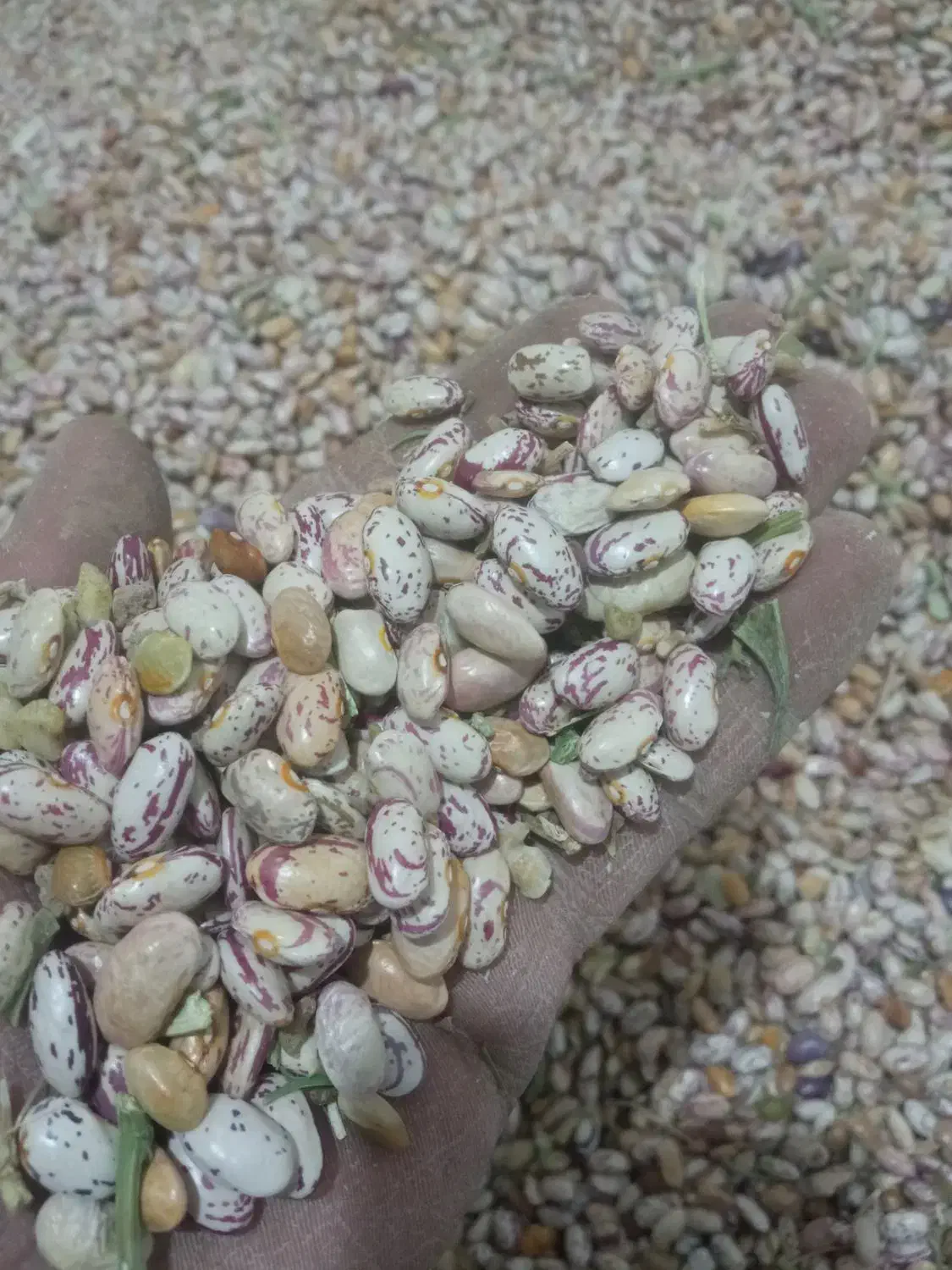 لوبیا چیتی|خوردنی و آشامیدنی|شیرینسو, |دیوار