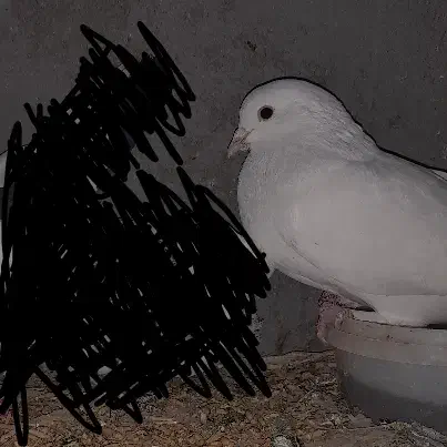 کفتر ماهی نر|پرنده|فردوس (خراسان), |دیوار