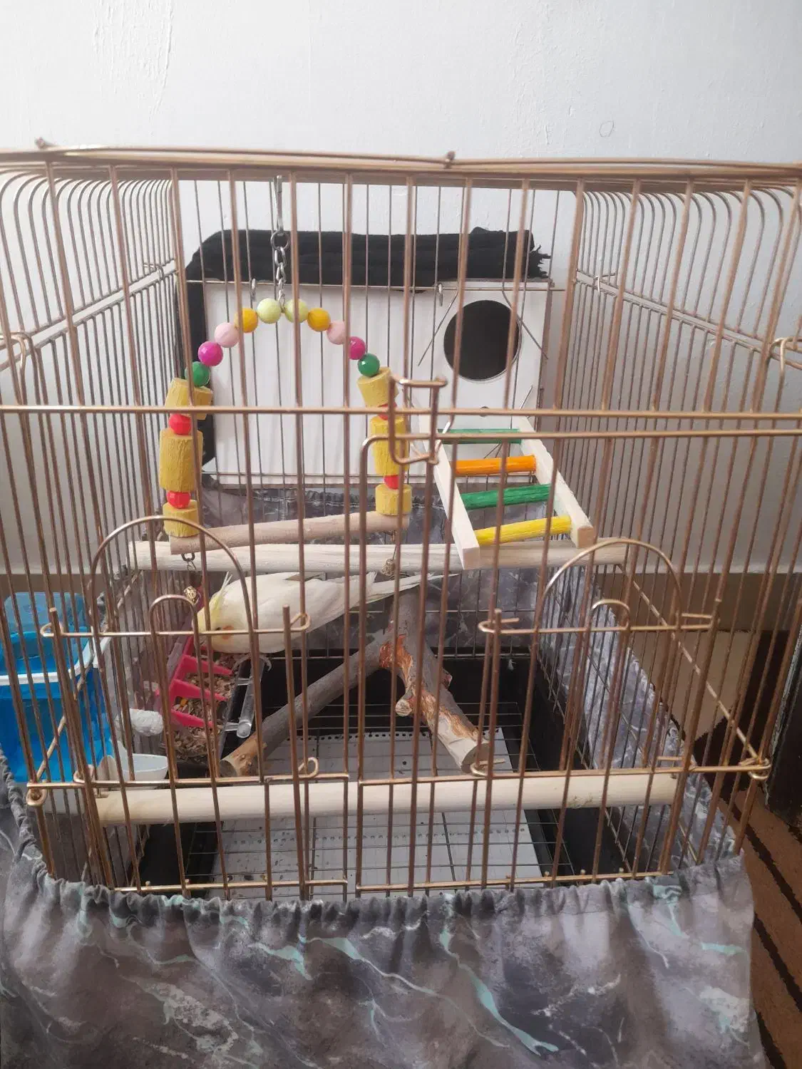 عروس هلندی|پرنده|دلیجان, |دیوار