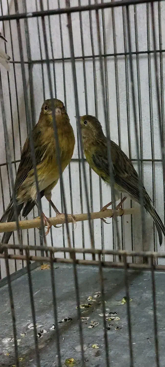 قناری سبز نر دوعدد|پرنده|بندر انزلی, آذربایجان|دیوار