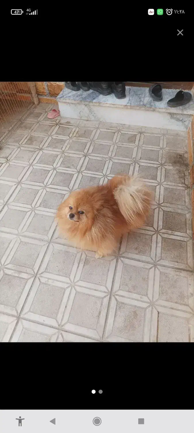 پامر انیان نر دو سر خرسی|سگ|بندرعباس, |دیوار