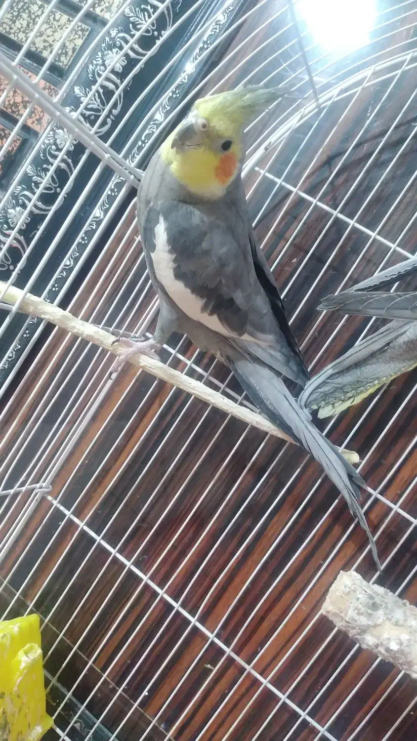 عروس هلندی نر سوخن گو|پرنده|شاهدشهر, |دیوار