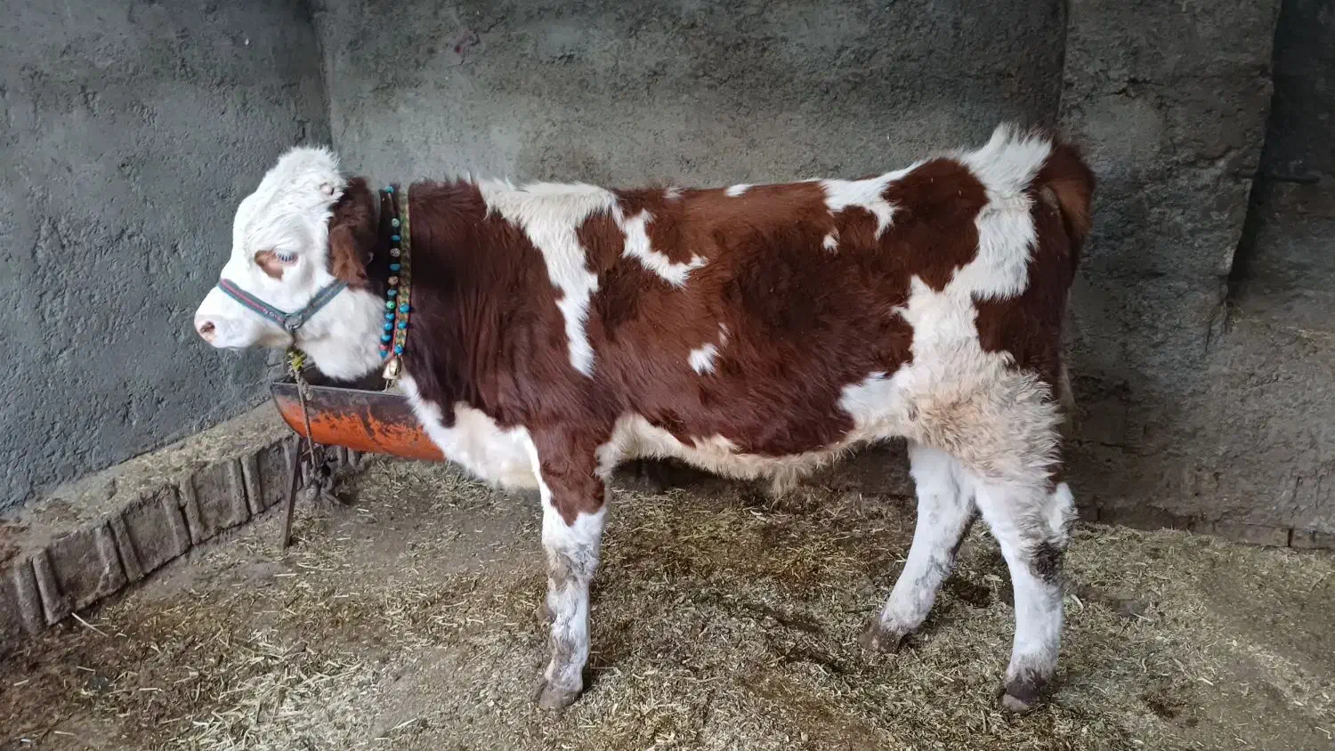 گوساله|حیوانات مزرعه|چنارود, |دیوار