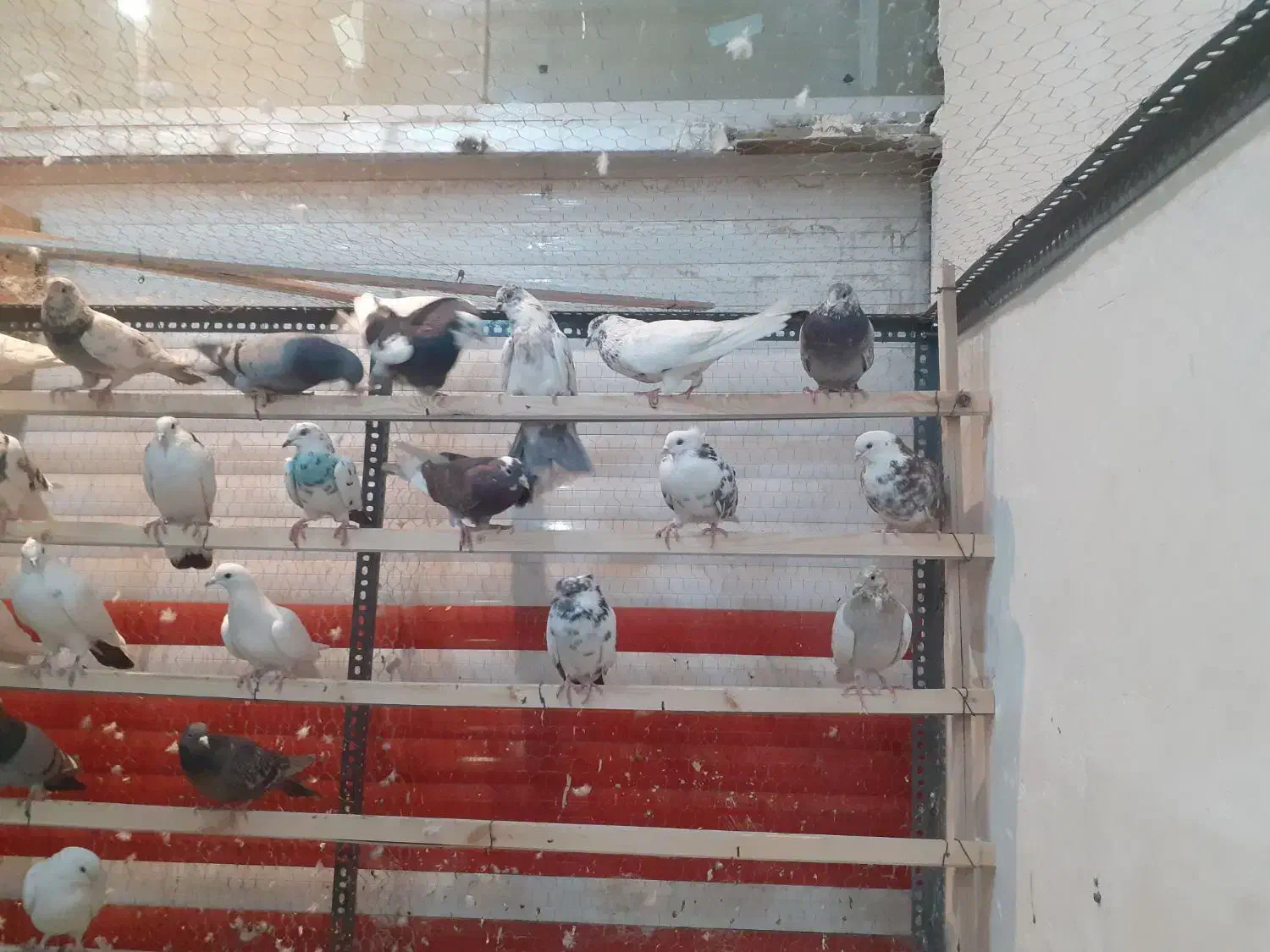 کبوترپرشی|پرنده|شهریار, شهرک مصطفی خمینی|دیوار