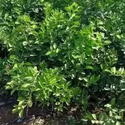 نهال مرکبات نارنگی|خدمات باغبانی و درختکاری|بندرعباس, |دیوار