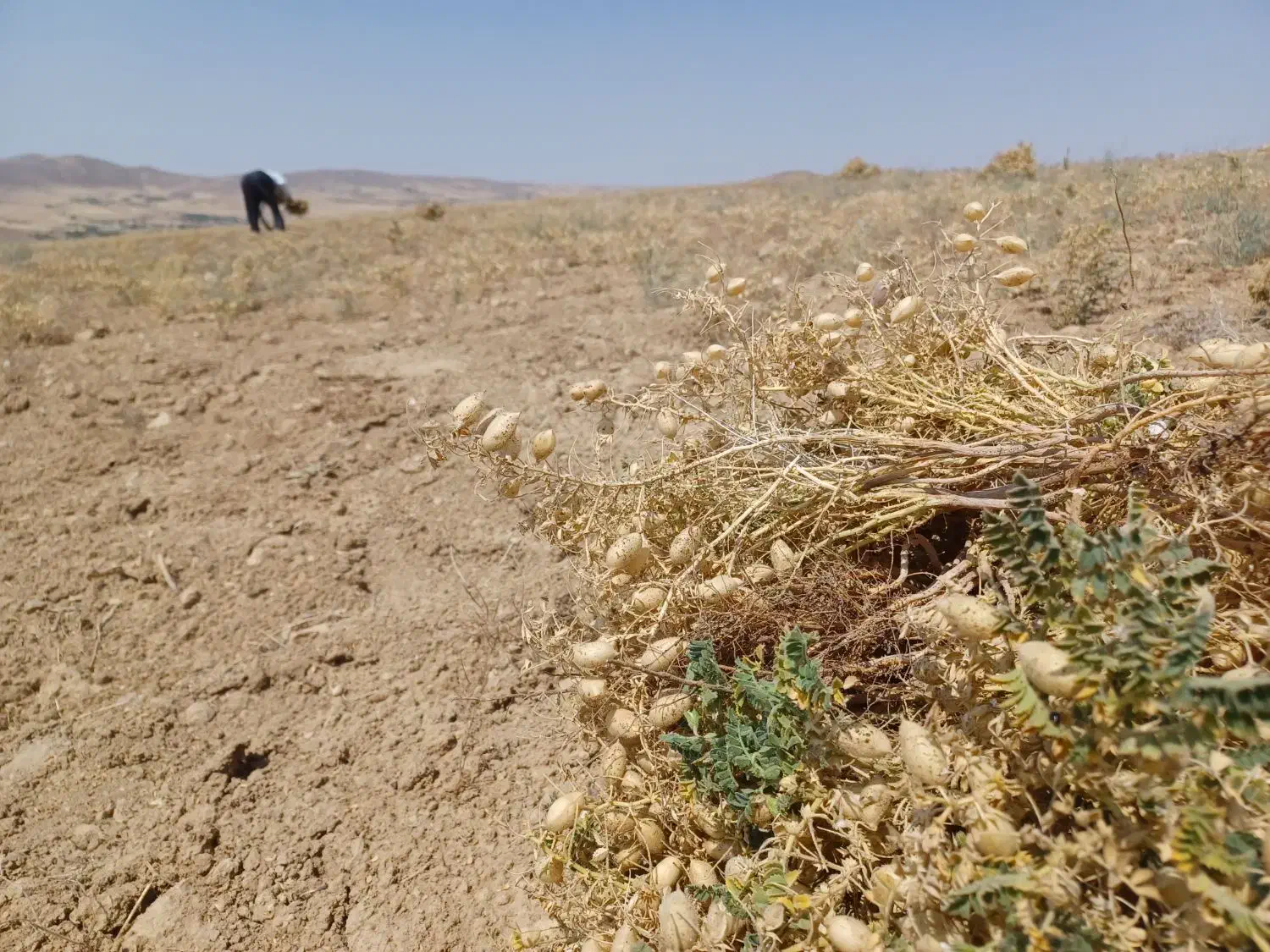نخود|خوردنی و آشامیدنی|سربند, |دیوار
