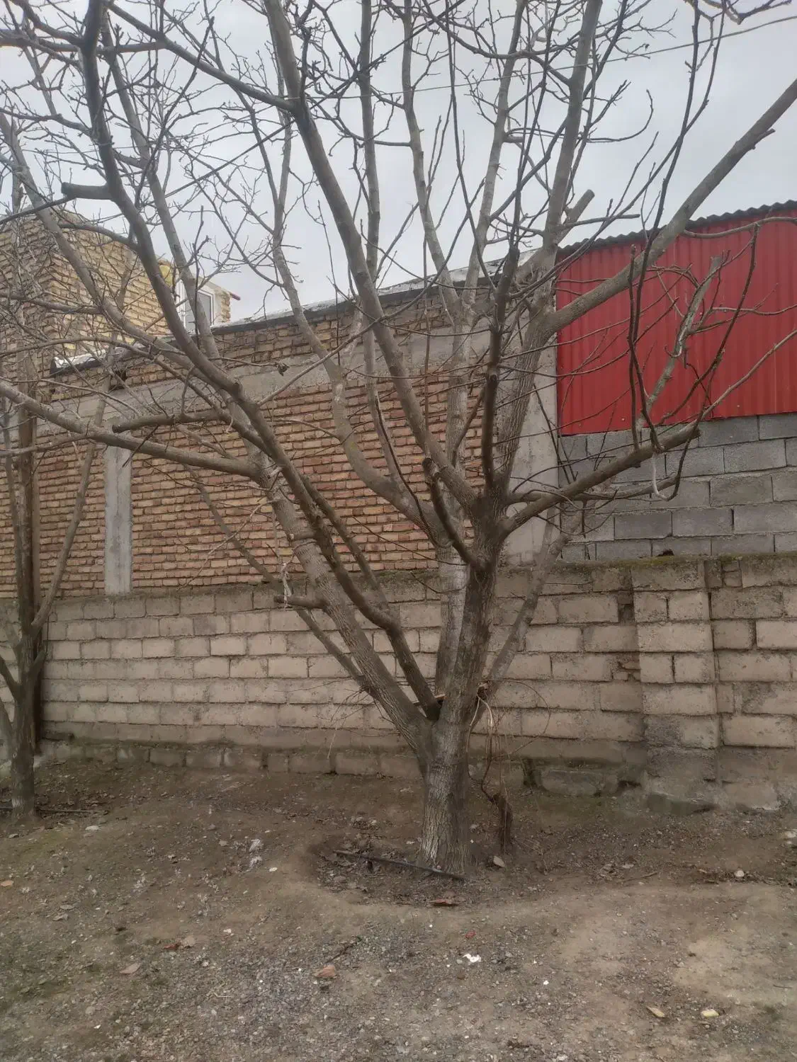 تعداد10عدد درخت گردو|گل و گیاه طبیعی|گرمادوز, |دیوار