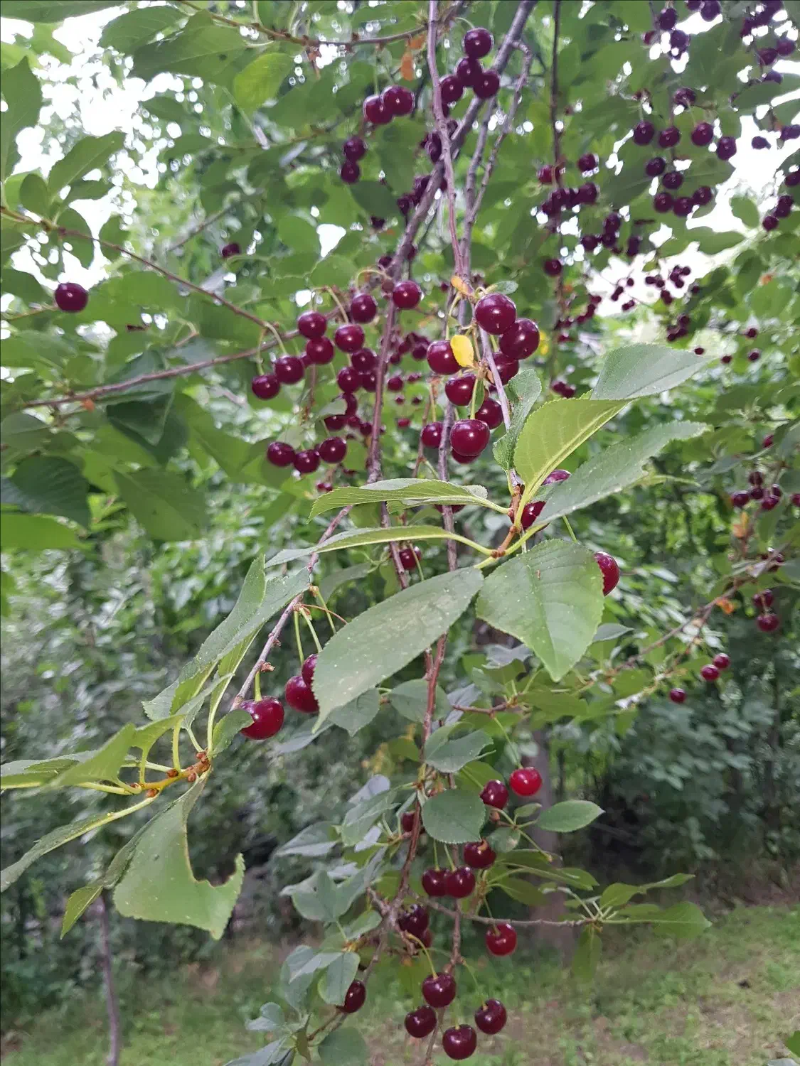 باغ 1000 متری مشجر،سند تکبرگ|فروش دفتر صنعتی، کشاورزی، تجاری|گلپایگان, |دیوار