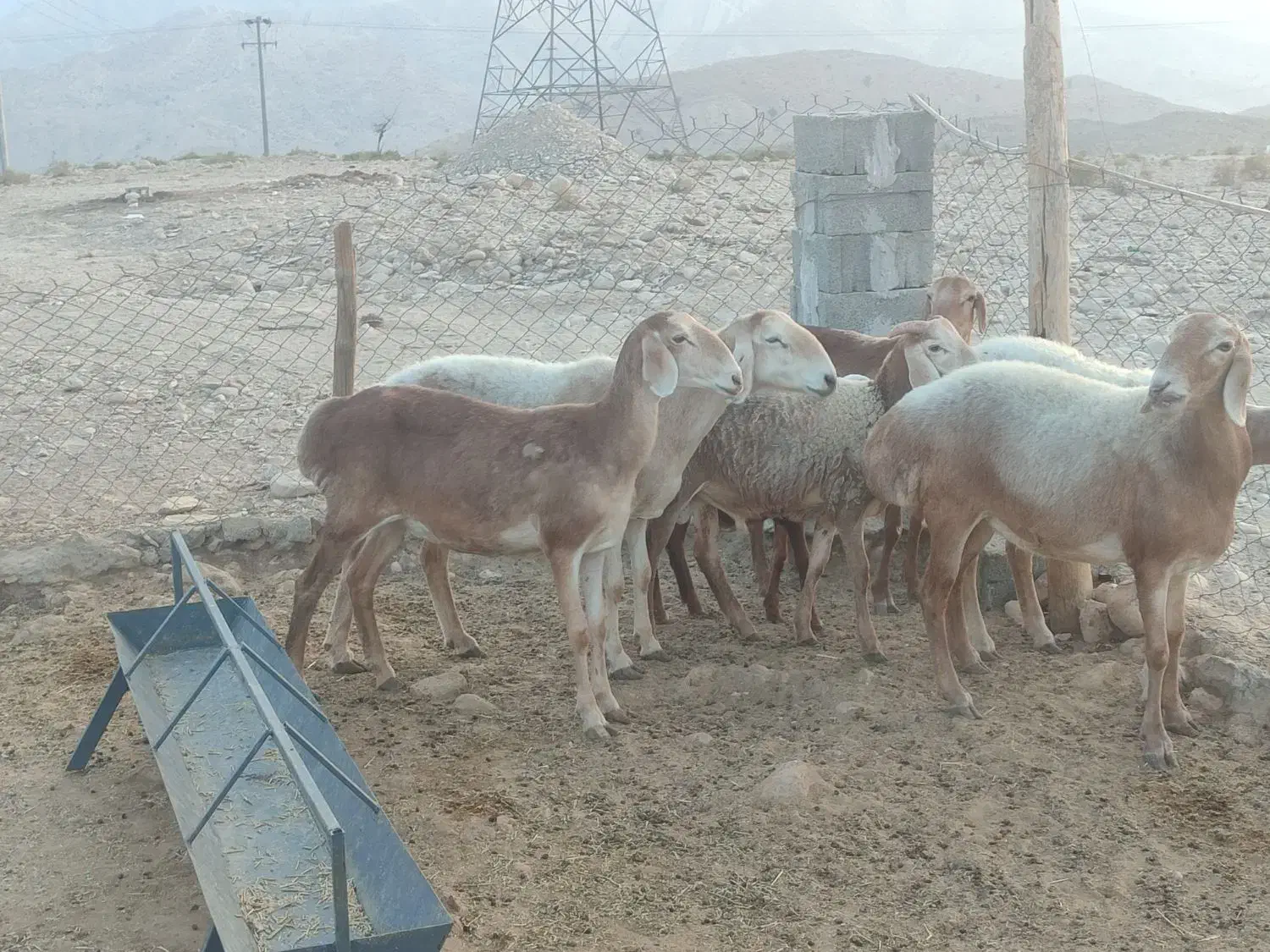 فروش میش چینی|حیوانات مزرعه|لامرد, |دیوار