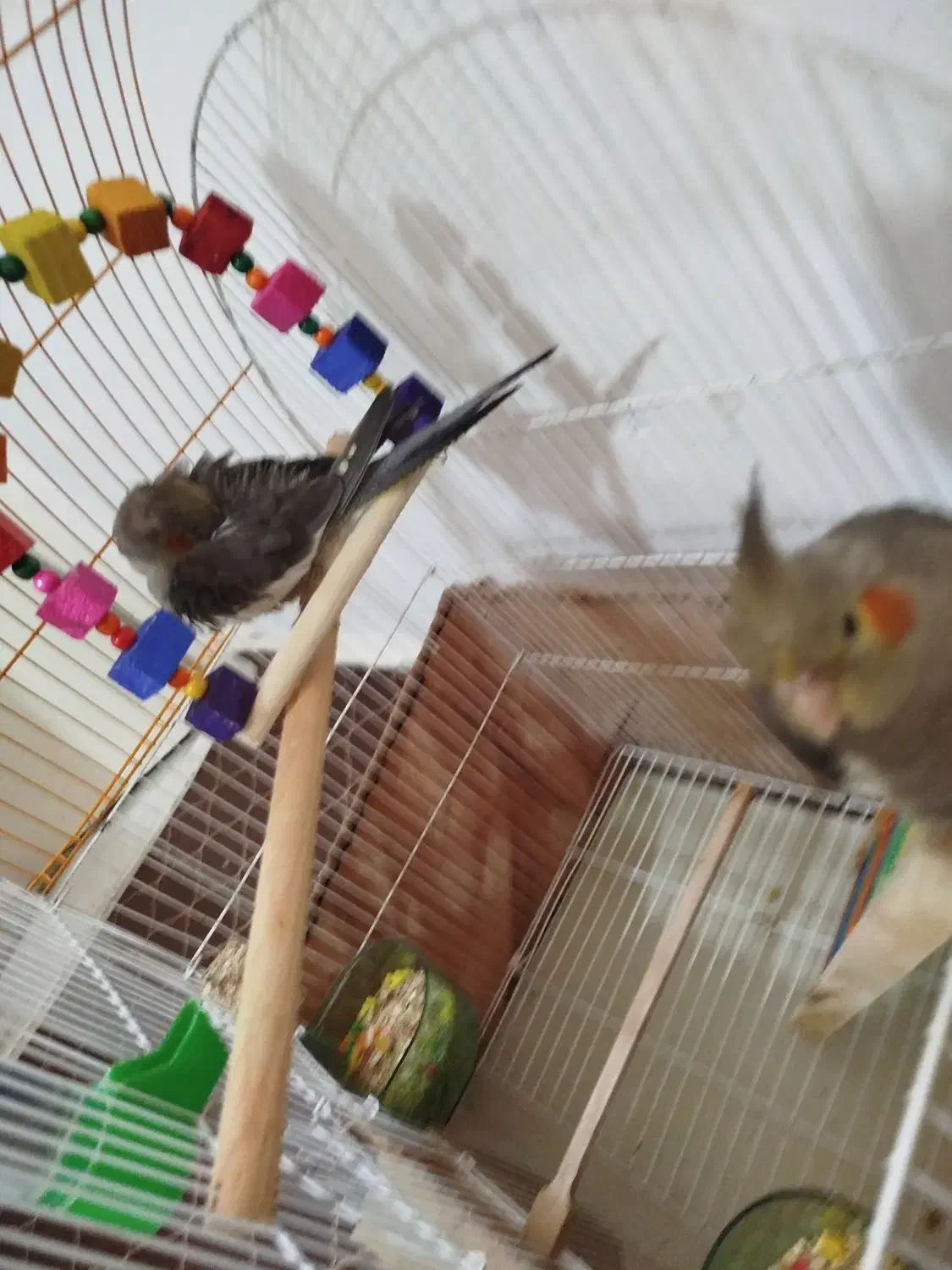 پرنده سرحال|پرنده|نظرآباد, شهرک سید جمال الدین|دیوار