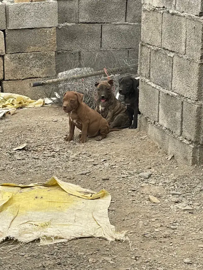 واگذار بهترین نسل|سگ|تهران, پونک|دیوار