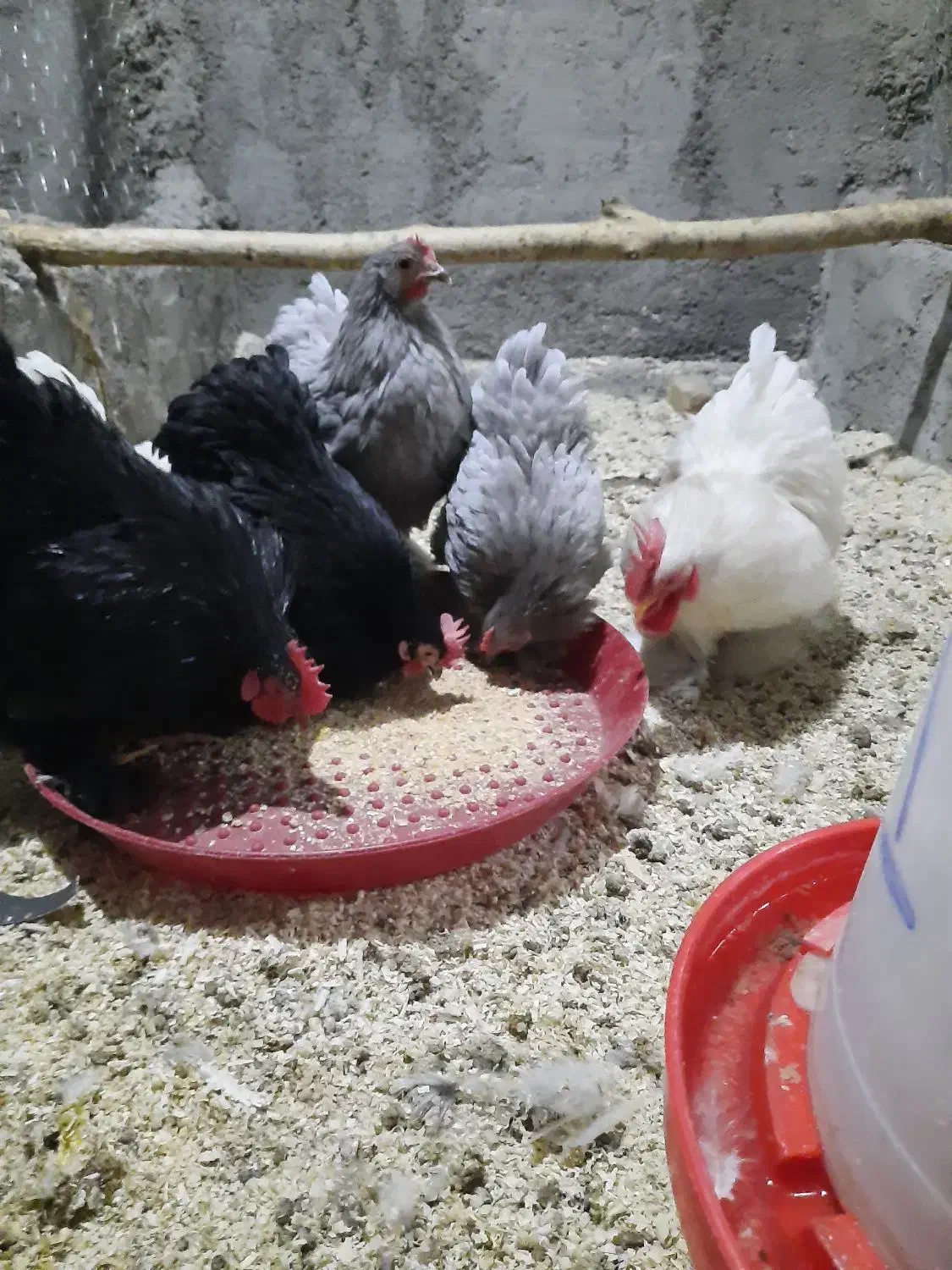 تخم نطفه دار.جوجه.نیمچه.مرغ و خروس آمروک.ویاندت|حیوانات مزرعه|قزوین, |دیوار