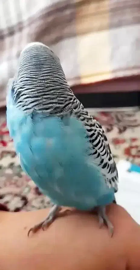 مرغ عشق مولد|پرنده|ایلام, |دیوار