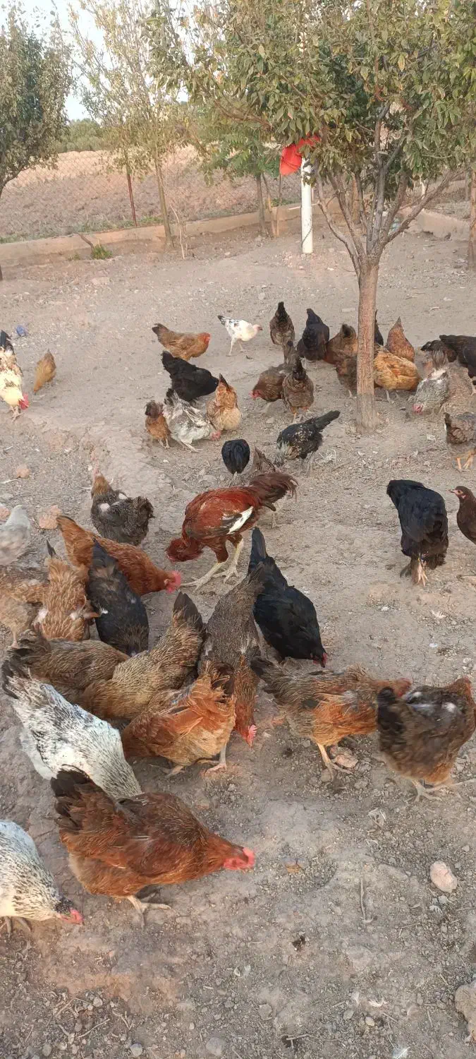 مرغ مرغابی|حیوانات مزرعه|قزوین, |دیوار