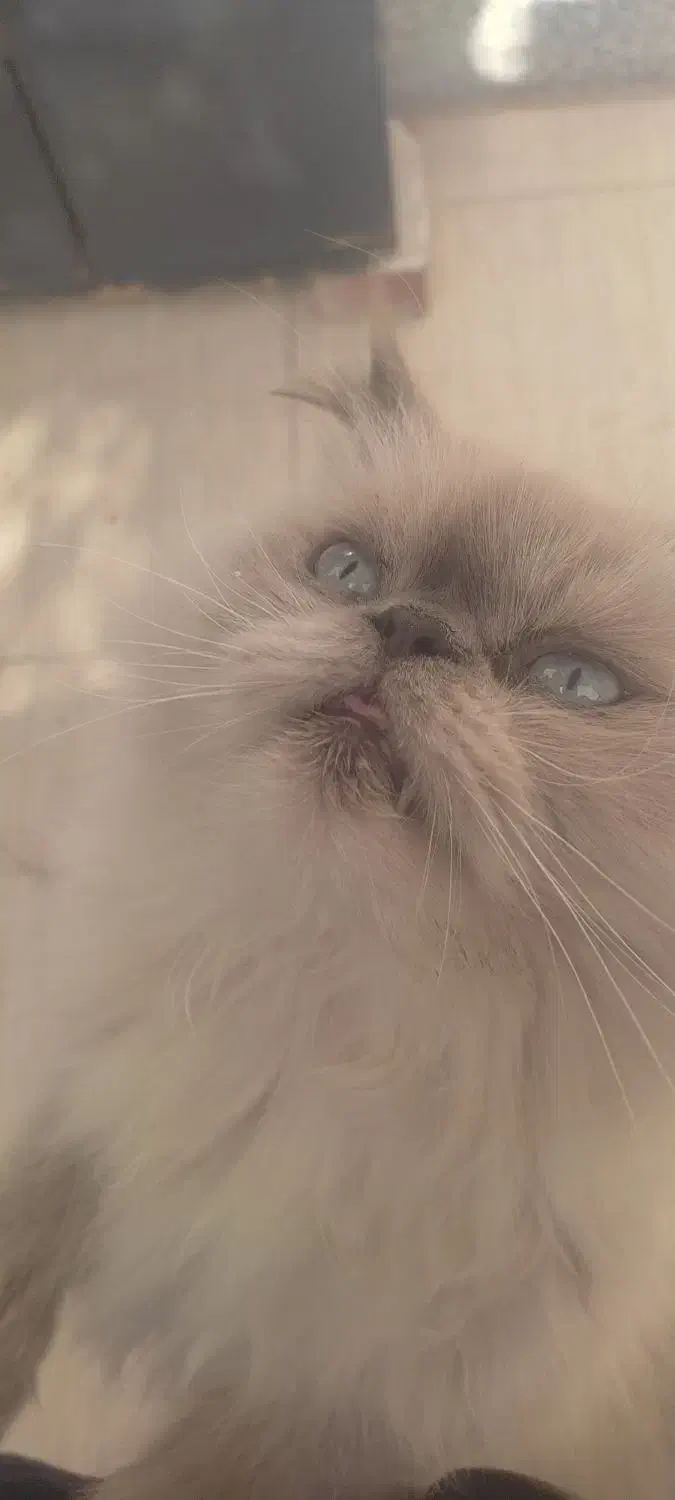 گربه پرشین اصلی|گربه|سبزوار, شرق کال شمالی|دیوار