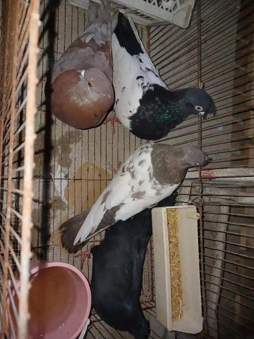 ۱۸ عدد کبوتر تزئینی زیبا و کیفیت عالی|پرنده|نقده, |دیوار