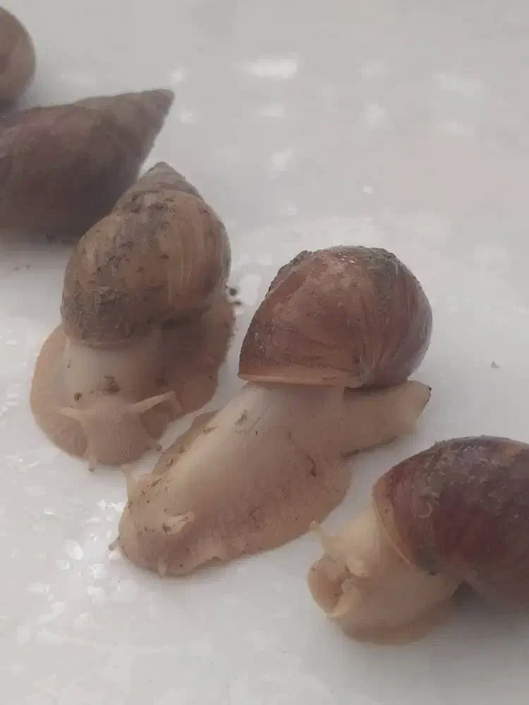 حلزون|خزنده|کرج, عظیمیه|دیوار