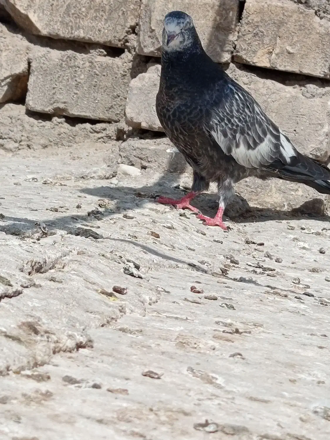 جوجه زیر کت چپ آلبالویی|پرنده|قم, شهید صیاد شیرازی|دیوار