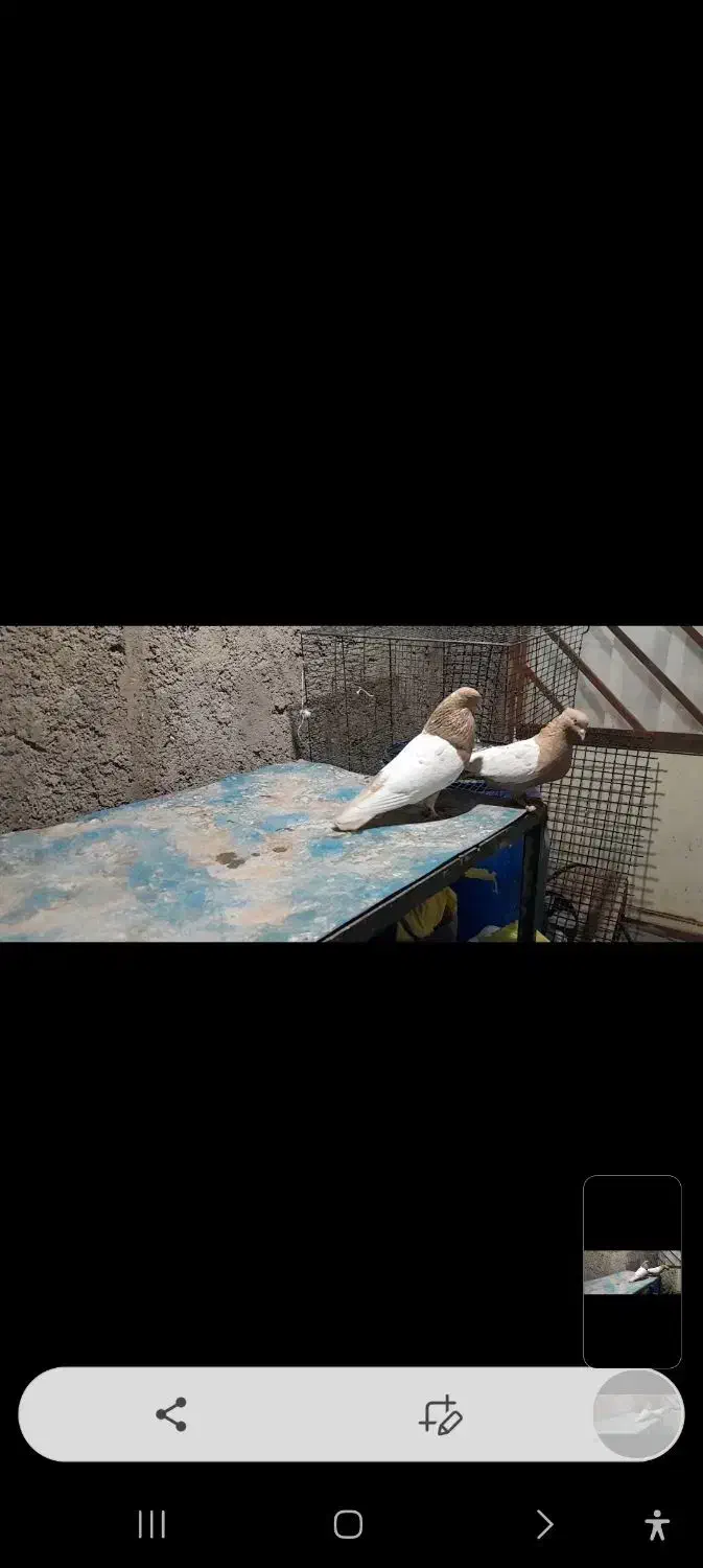 دو جفت کفتر رنگی امری سیاه کلای و سینه زرد|پرنده|رفسنجان, |دیوار