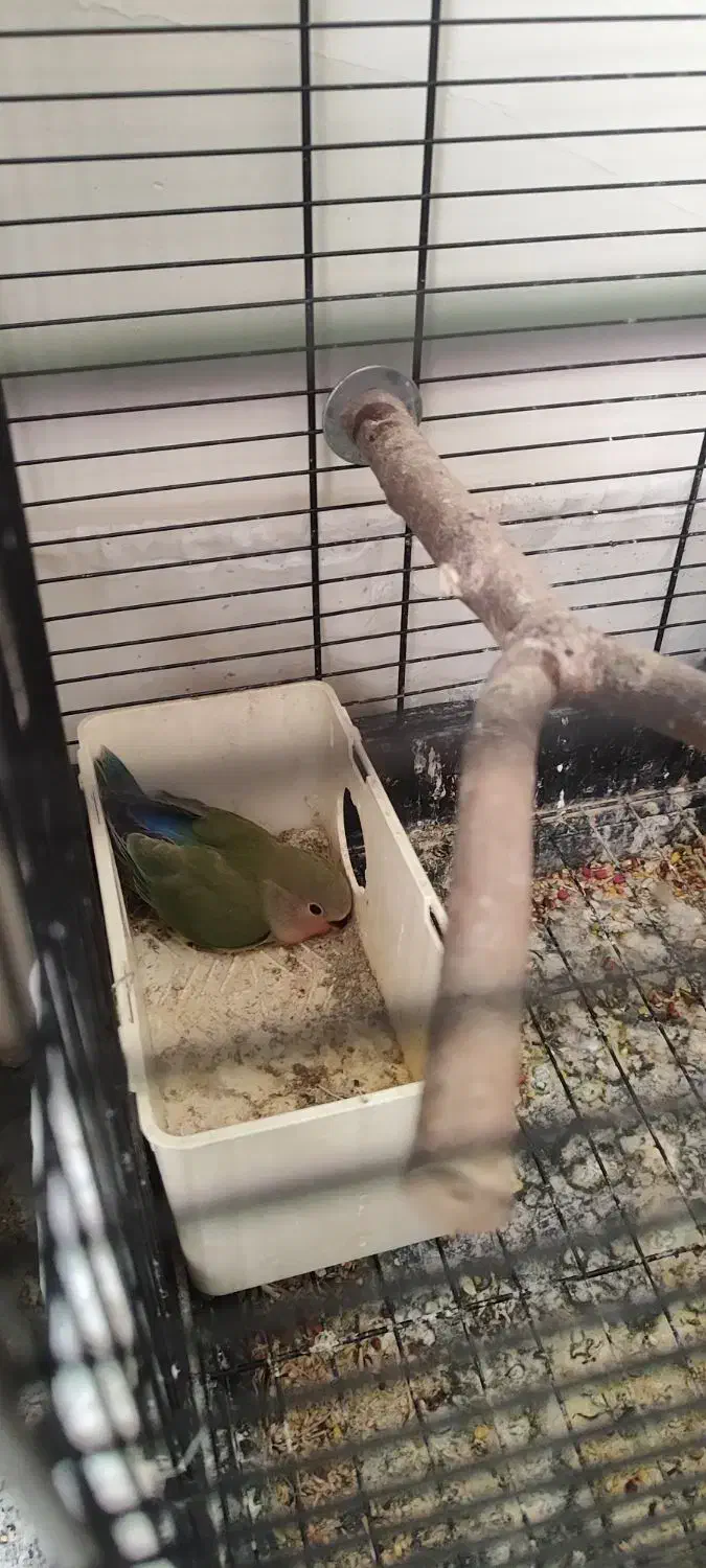 طوطی برزیلی|پرنده|تهران, شهرک دریا|دیوار